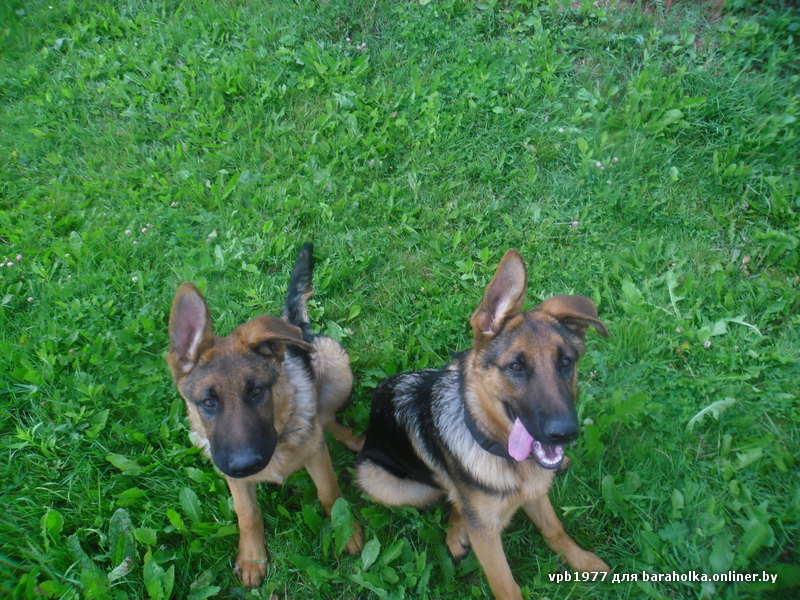 SAM_0339.JPG