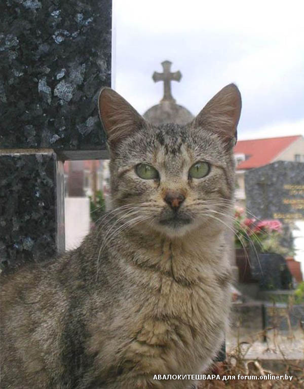 Религиозный кот. Интересные факты со всего мира