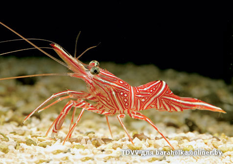Rhynchocinetes-durbanensis.jpg