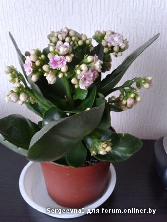 20121218_131356.jpg