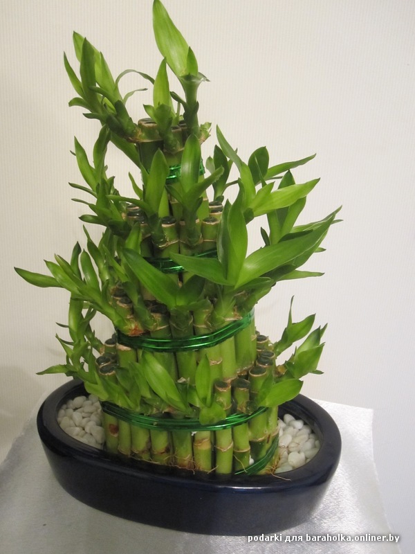 Цветок крокосмия (Crocosmia) посадка и уход, фото выращивание Бонсай Изображения Купить Бонсай Изображения недорого из