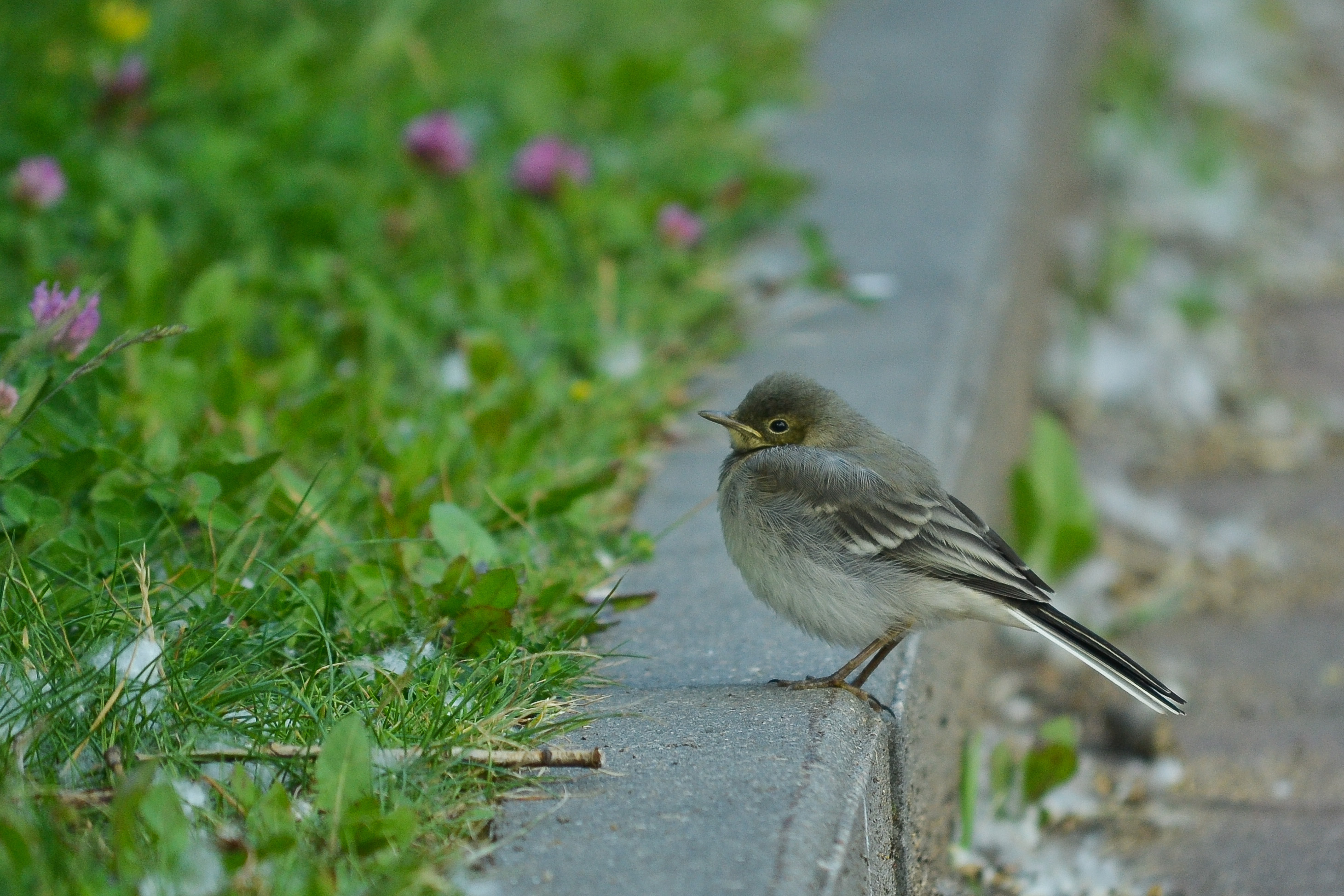 Мелкие городские птицы