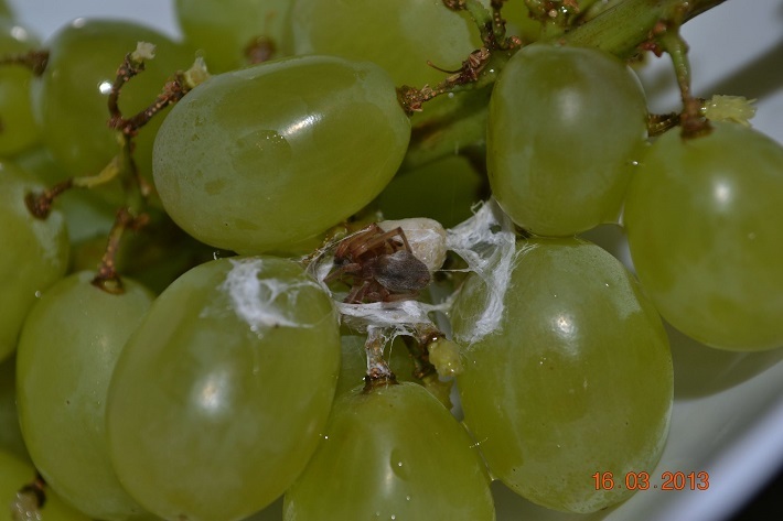 Сюрприз в винограде из «Евроопта»