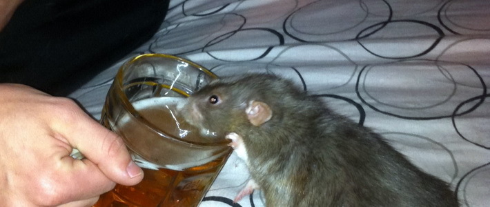 Ученые заставили крыс забыть о попойках и вылечили их от алкоголизма