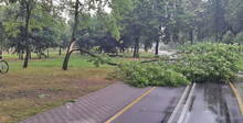 Фотофакт: сильный ветер в Минске валил деревья. Одно упало на велодорожку