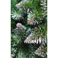 Сосна Christmas Tree Северная 1.5 м