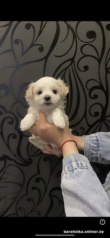 4. Пателларная ретина