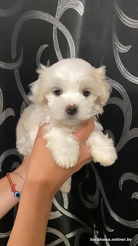 Часто встречаемые дыхательные заболевания у мальтийской болонки: