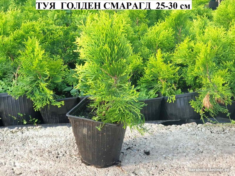 11901ada45ec334497cb1a19a02e0e5f.jpg