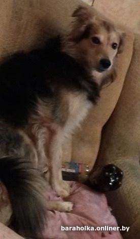 Теле 2 собака. Теле 2 собака. Шпиц на передержке. Собака теле2. Tele2 реклама.