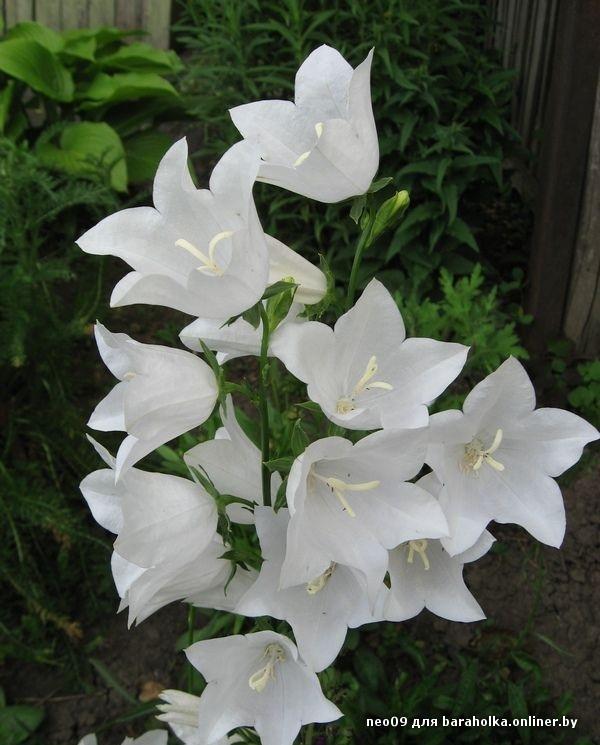 Белые цветы похожие на колокольчики фото и названия