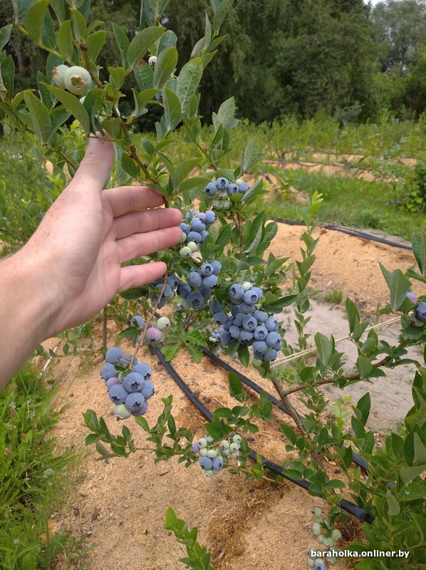 Голубика на участке фото