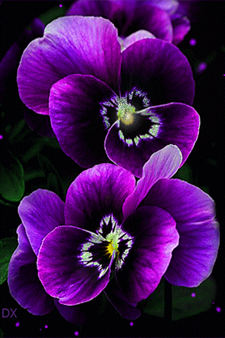 ca664db4f8e83d0f6e89833ba7f0fc08.gif
