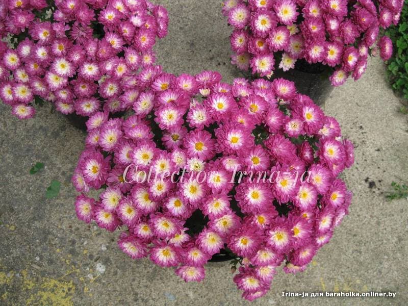 Хризантема шоре эплблоссом мультифлора фото