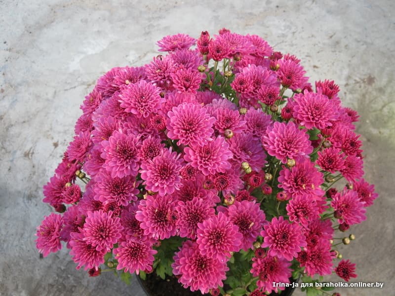 d40d7cc7ecc23ebec7c011966c1517f0.jpeg