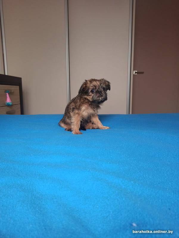 Гриффоны: отзывы, заводчики и владельцы о породе