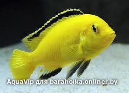 d52813d7d8bbc6aed712de5755eb1e7e.jpeg