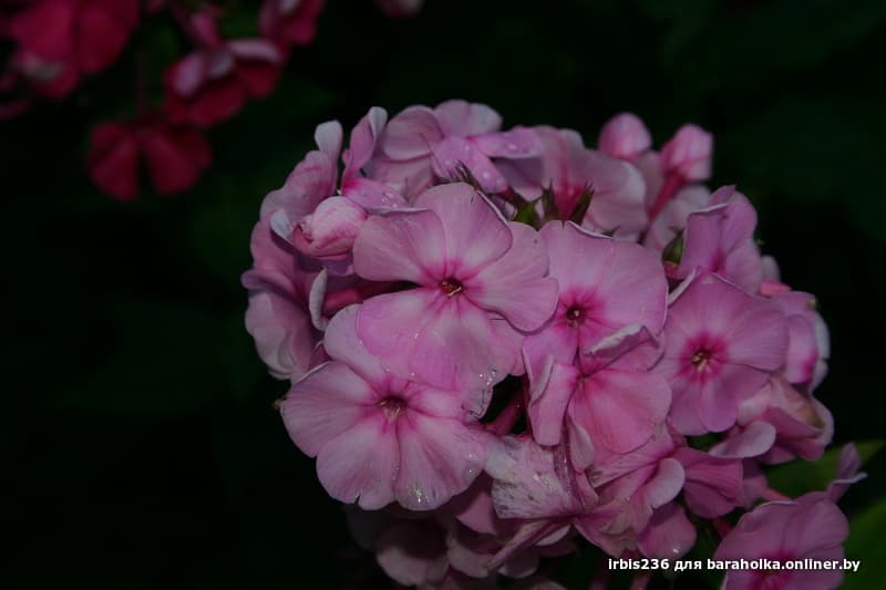 36f86ff2057a9dba21a35372c2a117b1.jpeg