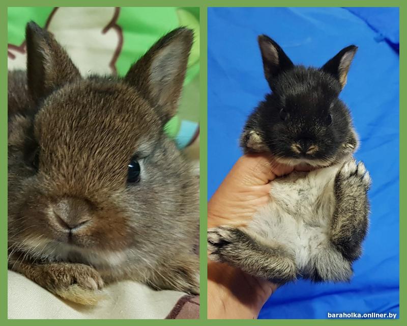 грызуны минск. грызуны минск. волнистые крысы. бурундук какими продают. крысята фото деревенские.