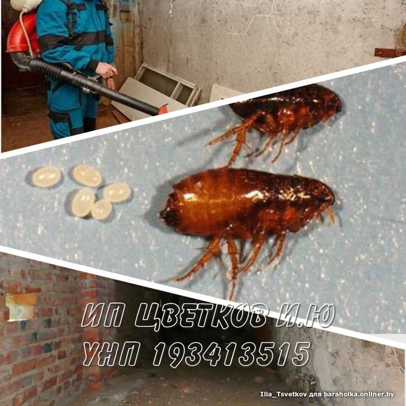 38d006a80dff1e703456be1d784b5105.jpeg