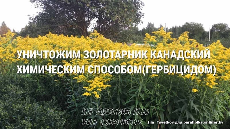 4e8246b003101676ab02c3afd0cdb499.jpeg