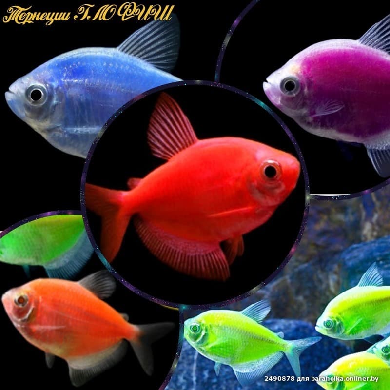 90aa5209aa0a240bc3e2b33a8f4fb426.jpeg