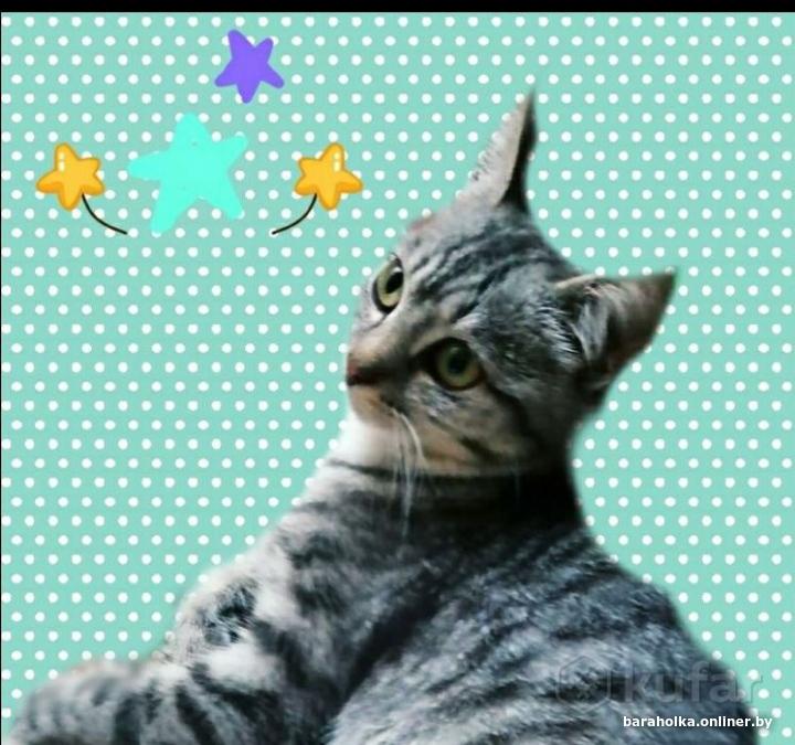 Кошка уле. Виниловые котики. Кошка молота