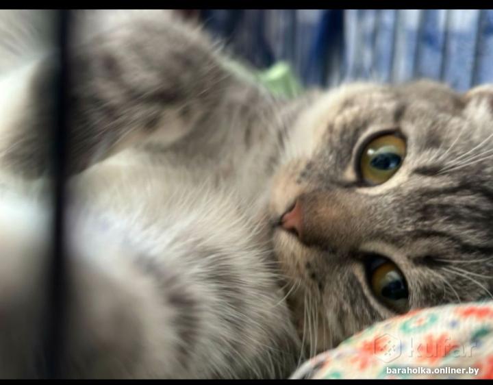 Кошка уле. Кошачий коготь. Лапка котика. Кошачья лапа с когтями