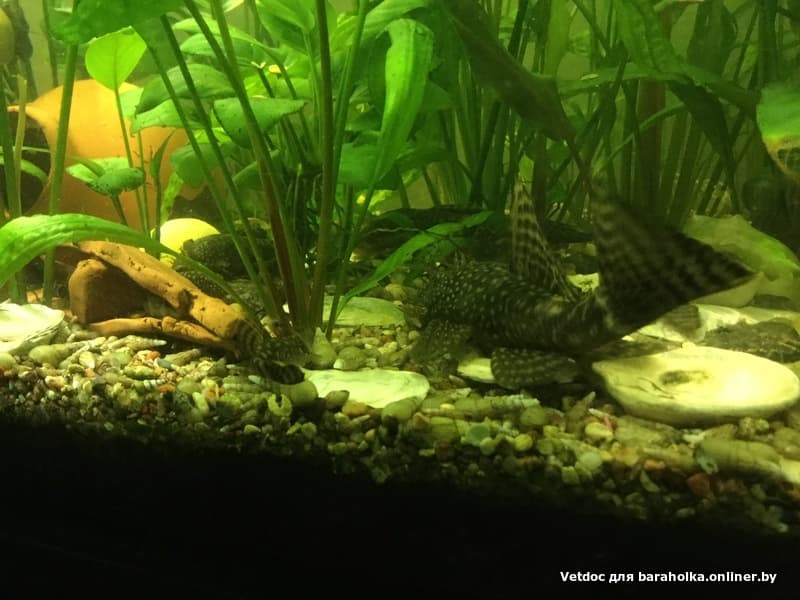 c209fd8785fc6d222cf8ccac601a0551.jpeg