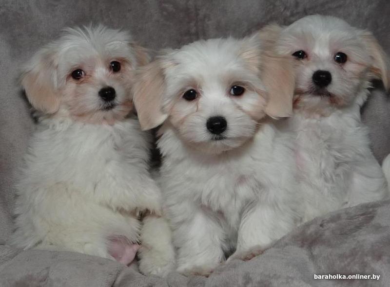 2. Физическое здоровье и история родословной