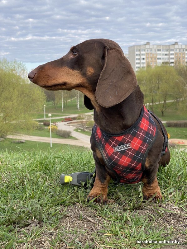 Клубный кабель такса. Вязка такс. Вязка таксы. Вязка таксы. Вязка кобеля таксы.