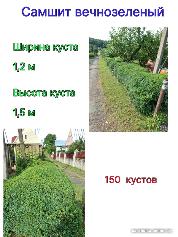 0e7b9897ab035927b164c80b3ae3118d.png