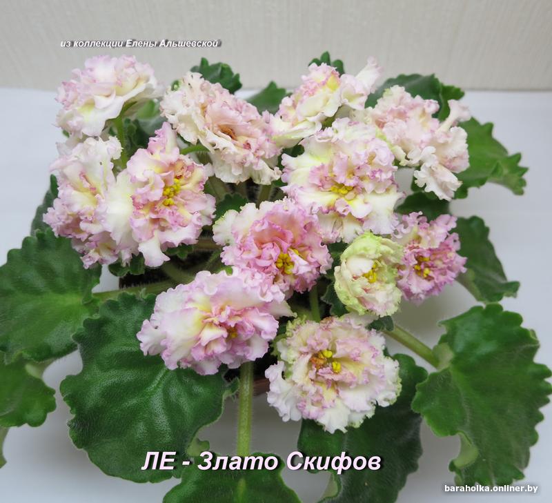 a2aa747d76c8ec95cd0937b7c0be2785.jpg