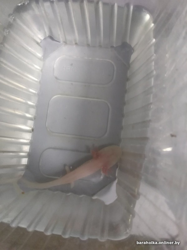 e6dfaaf317dbbf06f1240a109fd622f8.jpeg