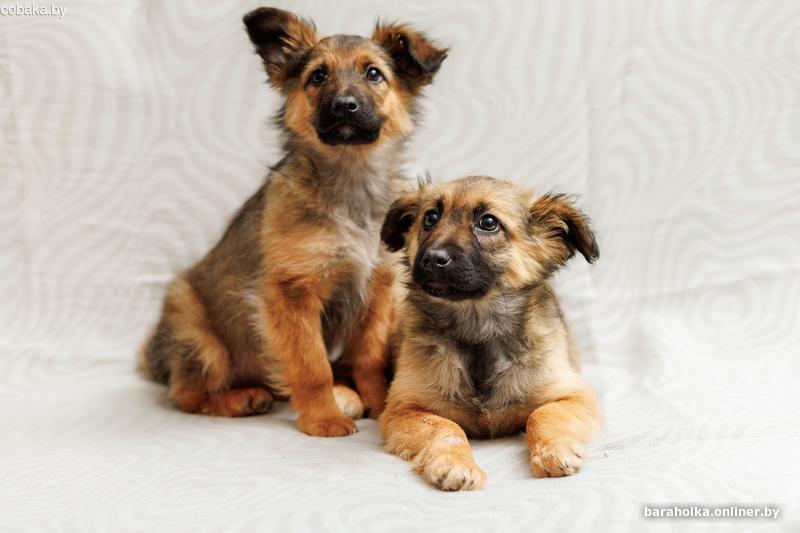 Как научить взрослую собаку. Прогулка с собакой на поводке. Тренировка собак. Как научить взрослую собаку. Хозяин с собакой на поводке.