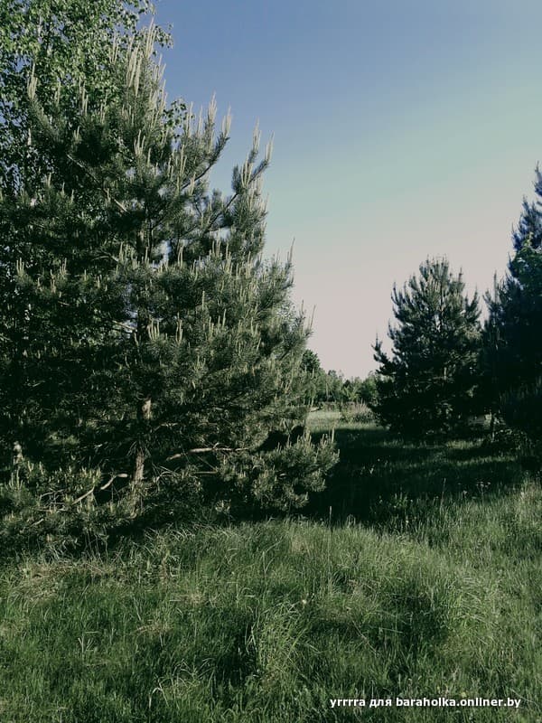 933256c6ba2c93a4d8315ce6a9c39caf.jpeg