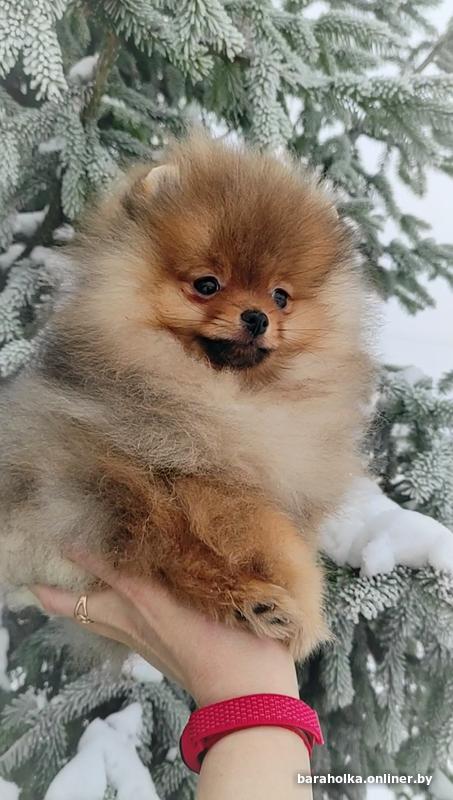 Вычесали шпица. Щенок шпица мальчик или девочка. Как определить щенка шпица. Померанский шпиц стандарт 6 месяцев. Шпиц девочка или мальчик.