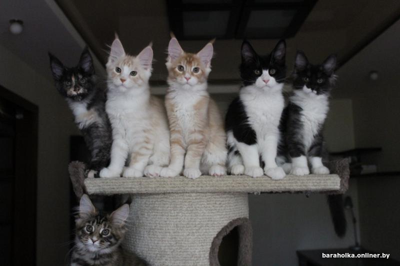 Сиамские кошки