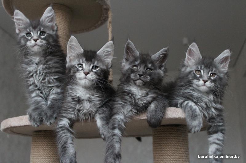 Котенок 1 5 месяца мейн куна. Вислоухие котята мейн куна. Котенок мей куна 1. Мейн кун 1 месяц. Котенок мейн куна как приучить.