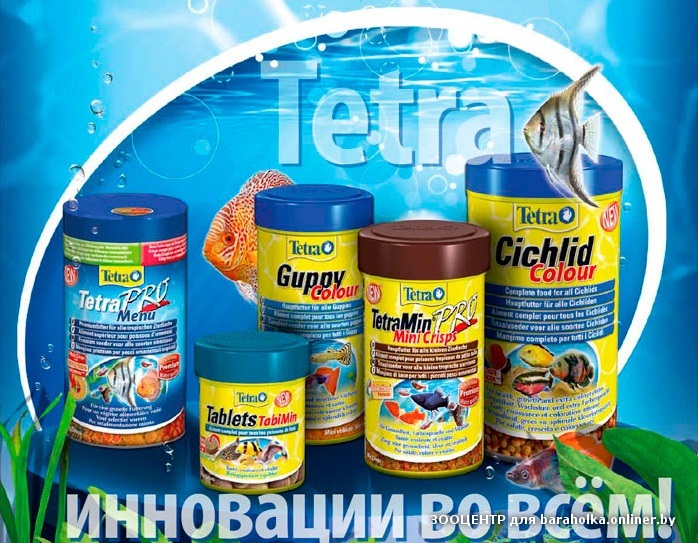 Tetra.jpg
