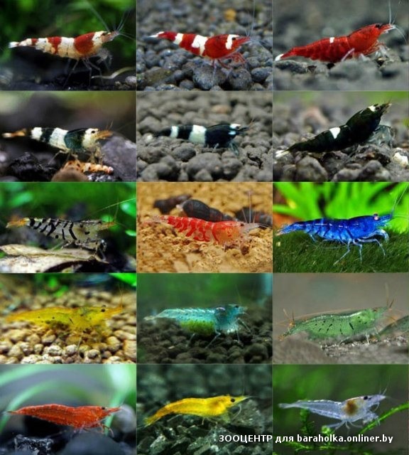 shrimps.jpeg