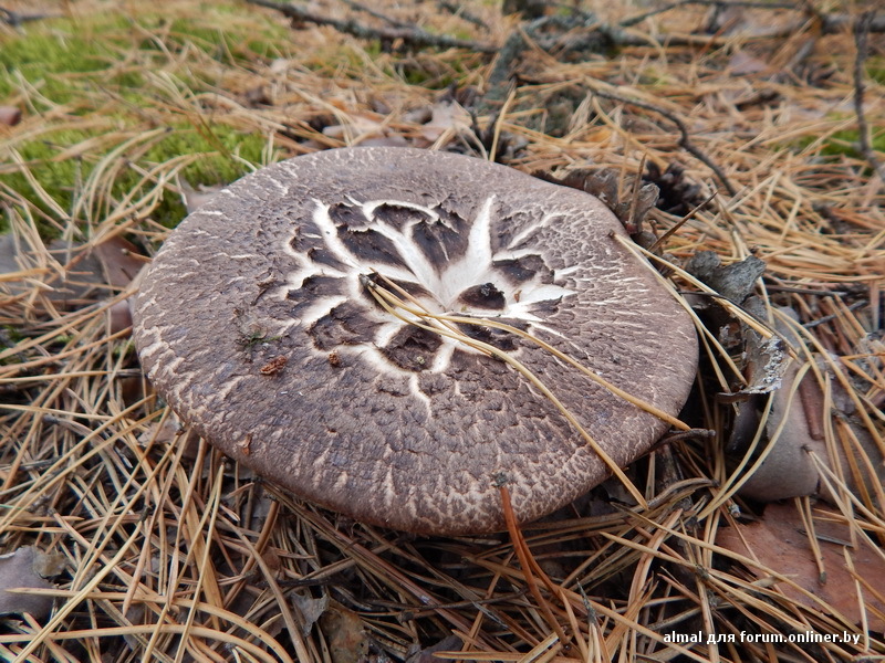 летний грибы плюсы фото и описание фото