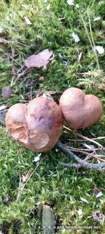 05bf7b410bbcf4031a8644aab9044aa7.jpeg