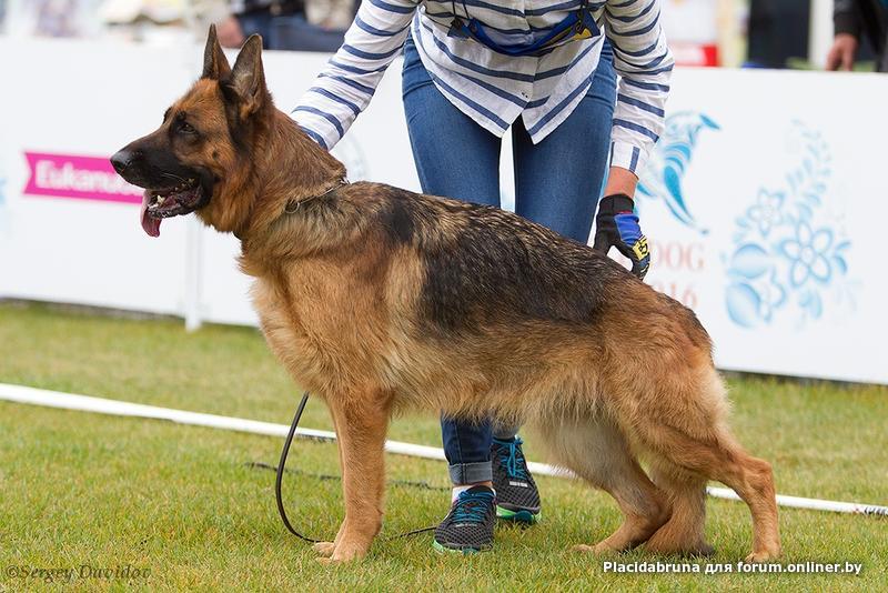 Russian team dog. Олирис.