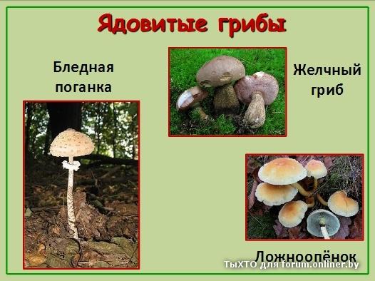 Грибы Казахстана - Статьи: Искусственное выращивание грибов