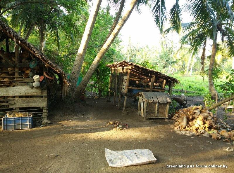 куры,свиньи,кокосы.jpg