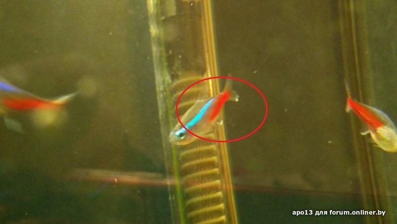 Болезни неоновых рыбок с фото и их лечение