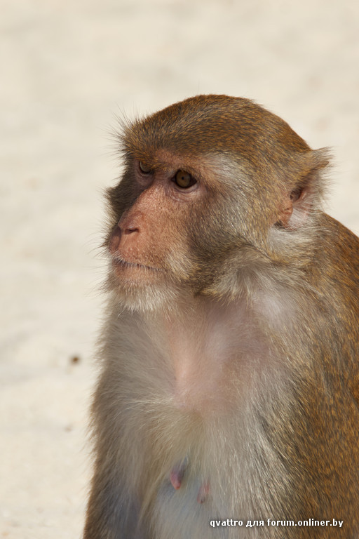 мартышка.jpg
