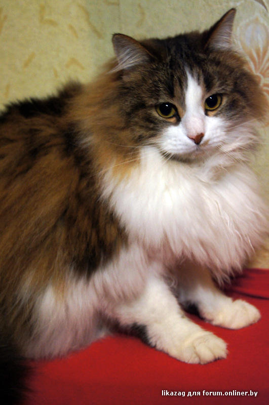 Известно что трехшерстные кошки всегда самки. Сибирская кошка трехцветная. Кошка трехцветная с пушистым хвостом. Кошка пушистая черная трехцветная. Трехцветная пушистая морская.