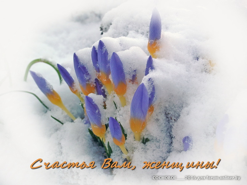 1-crocus-snow2.jpg